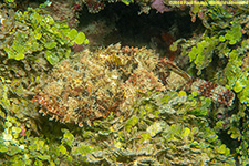 scorpionfish